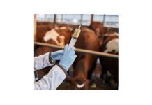 Are We Vaccinating for the Right BRD Viruses?